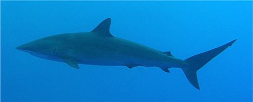 Шелковая акула