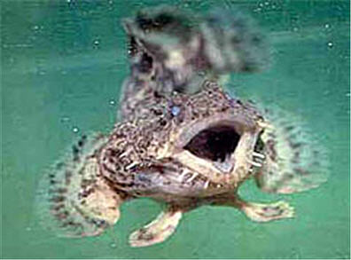 Рыба-жаба