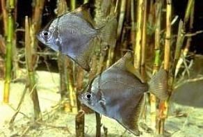 Рыба-ласточка серебряная