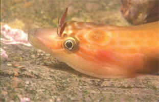 Рыба-присоска одноцветная