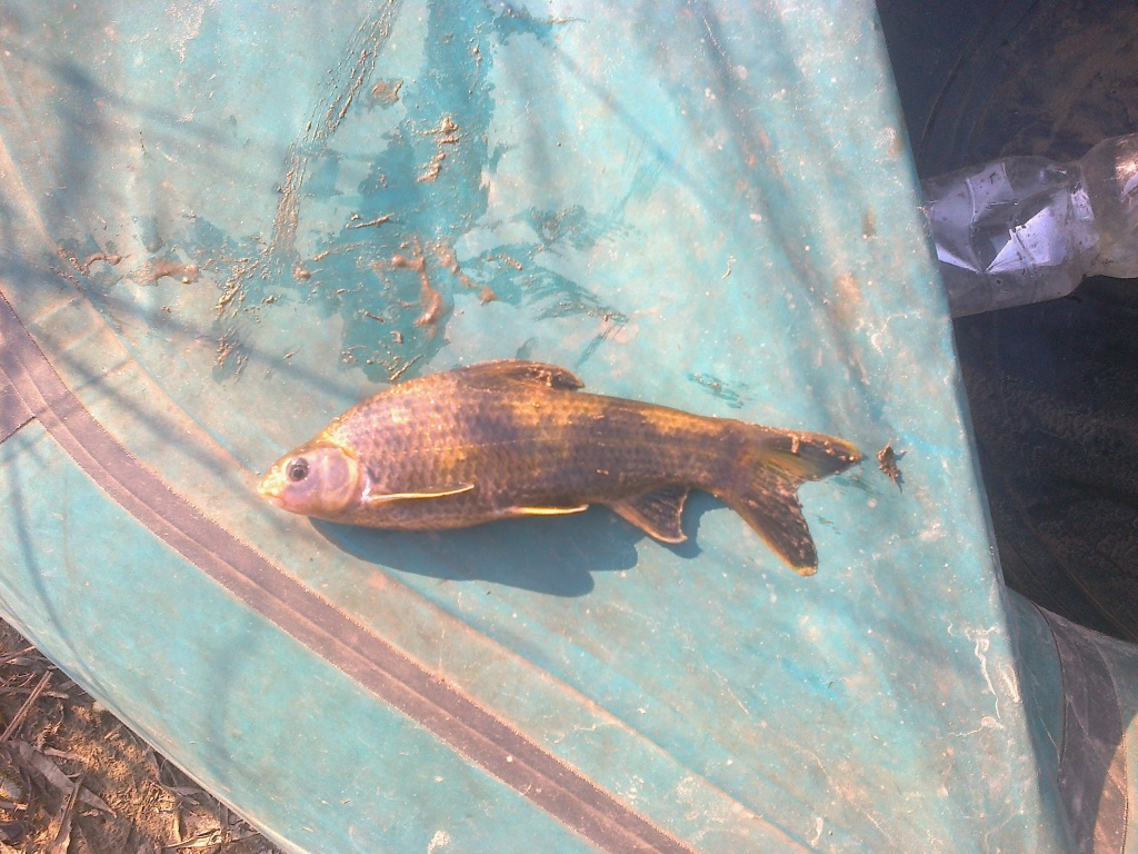 Серёга из «комсомольск на амуре» просит распознать рыбу по фото