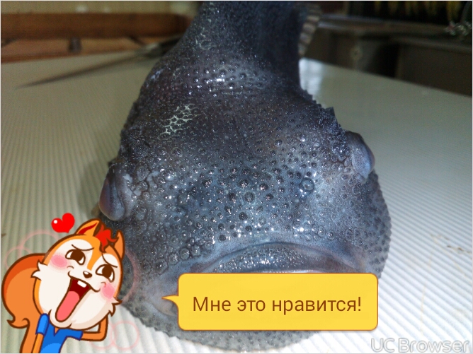 Руслан из «Давлеканово» просит распознать рыбу по фото