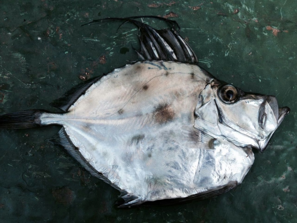 Настя из «Владивосток» просит распознать рыбу по фото