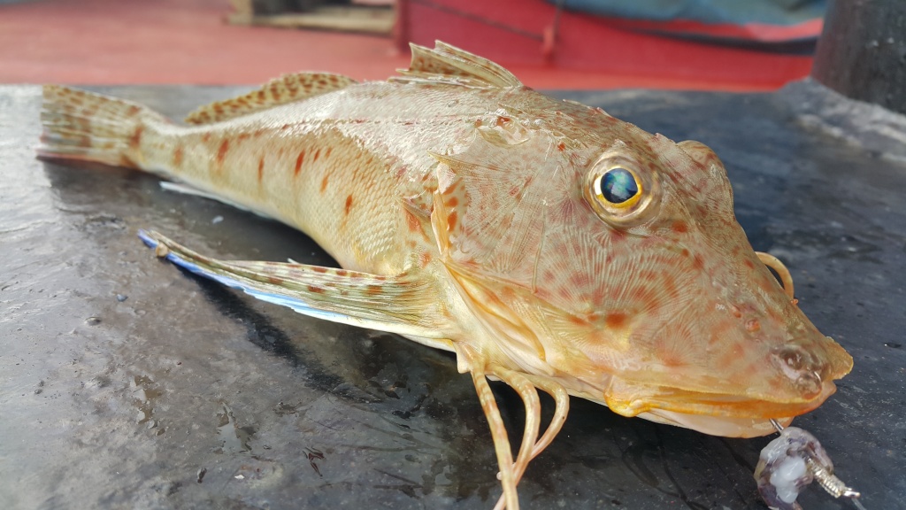 Олег из «Пунта Кардон Венесуэла» просит распознать рыбу по фото