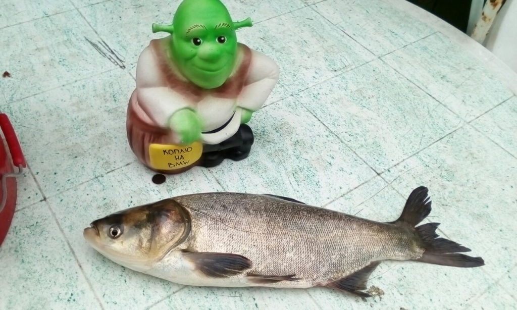 Николай из «Подольск» просит распознать рыбу по фото