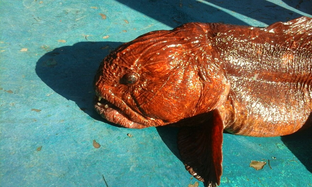 Светлана из «Владивосток» просит распознать рыбу по фото