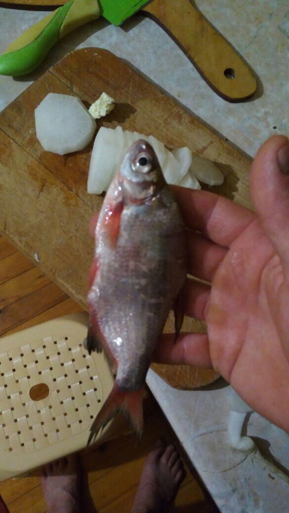 Леша из «Пятигорск» просит распознать рыбу по фото
