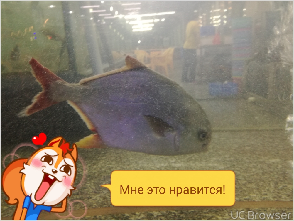 wwv из «москва» просит распознать рыбу по фото
