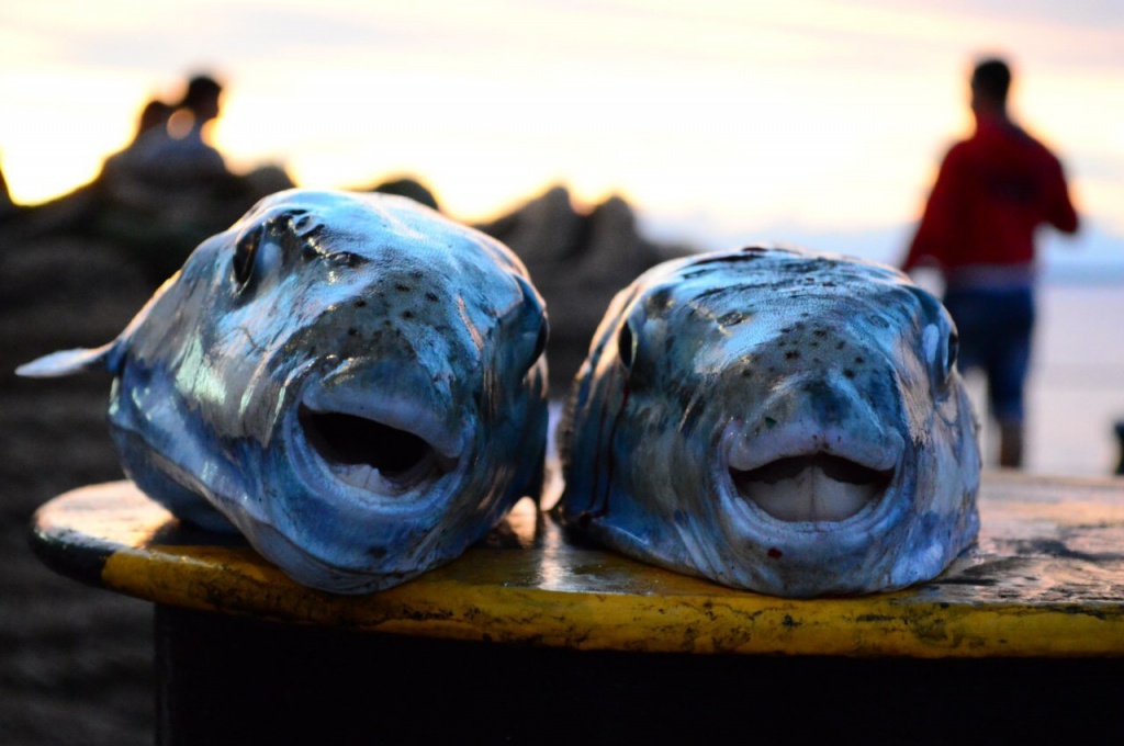 Костя из «Одесса» просит распознать рыбу по фото