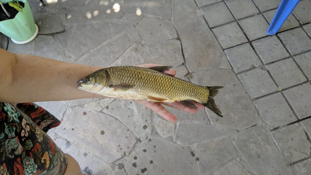 Ник из «Ростовская обл.» просит распознать рыбу по фото