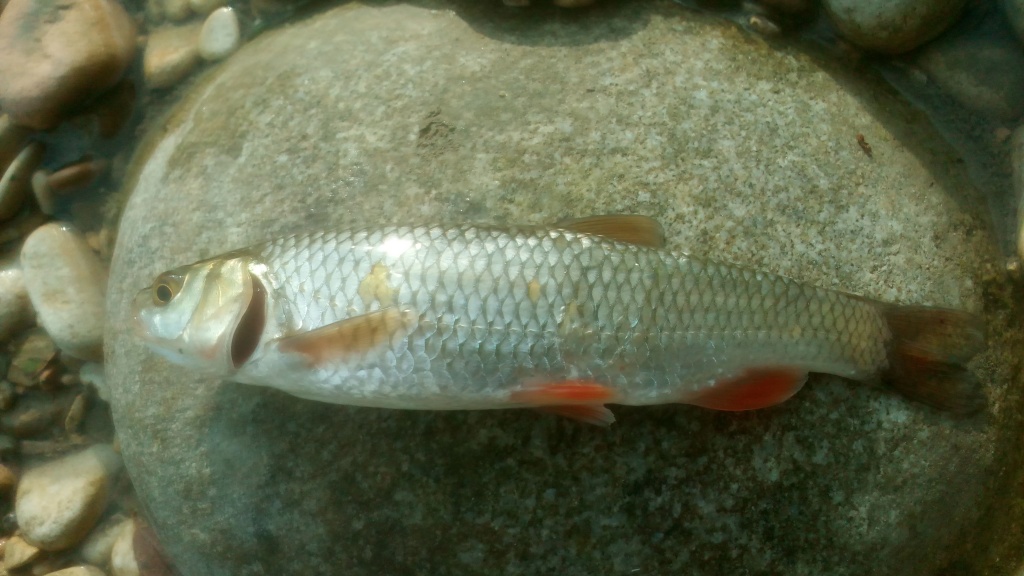 Rsl из «Nalchik» просит распознать рыбу по фото