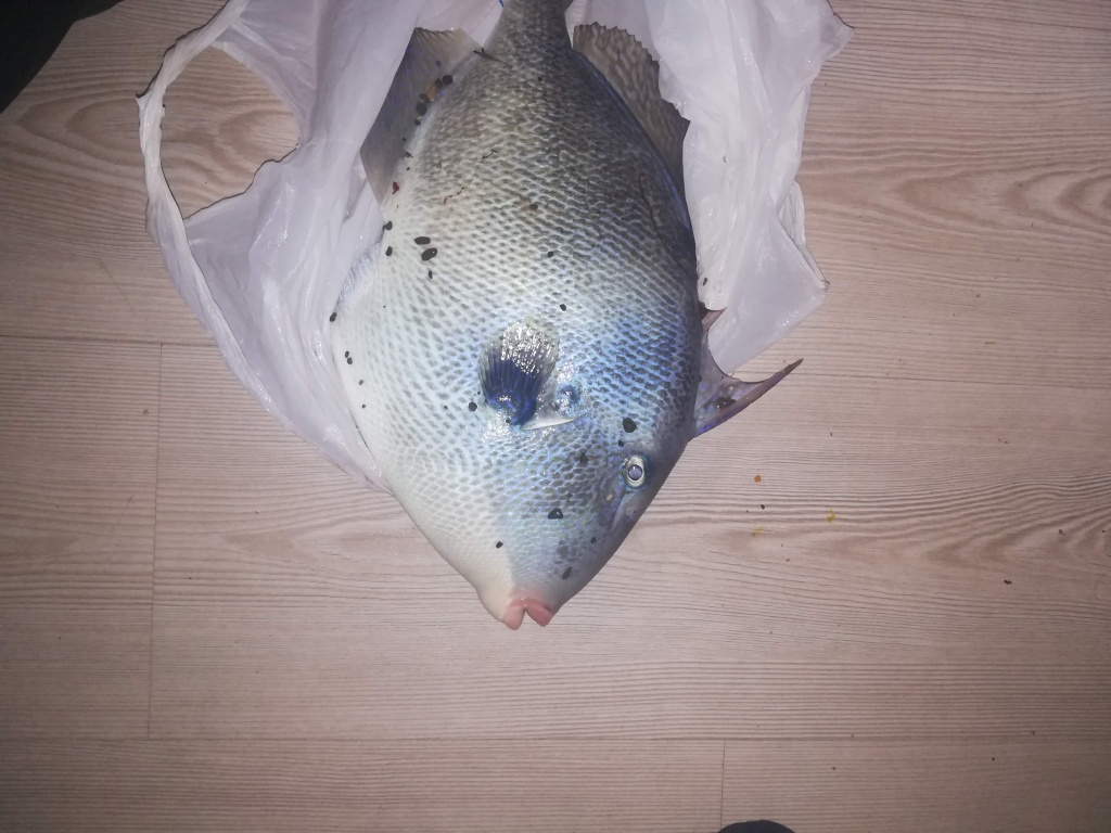 Владислав из «Харьков» просит распознать рыбу по фото