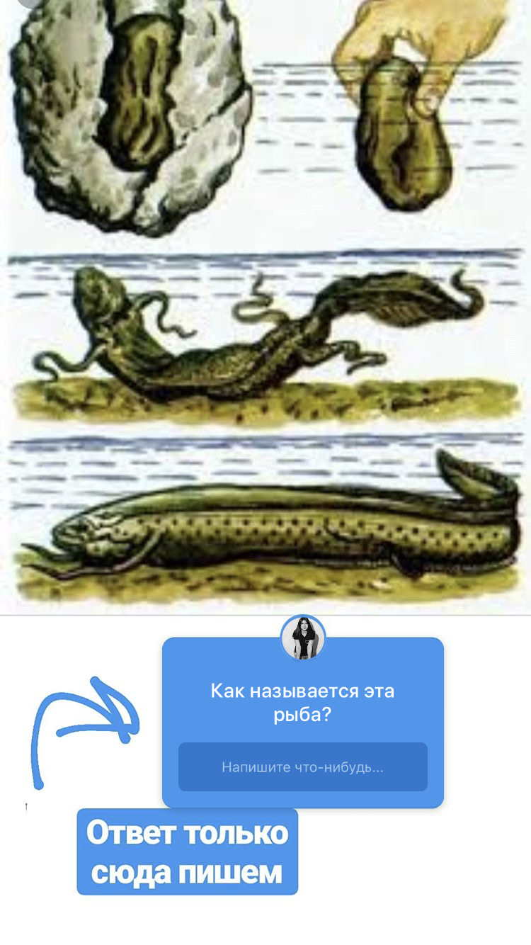Румия из «Астрахань» просит распознать рыбу по фото