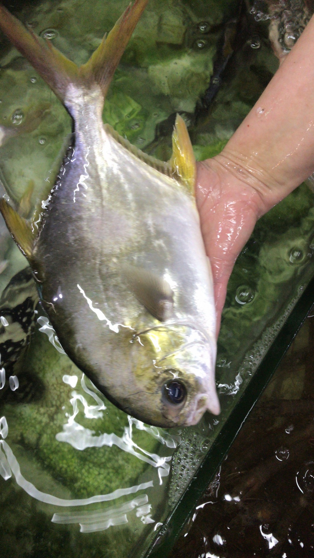 вавап из «Раппа» просит распознать рыбу по фото