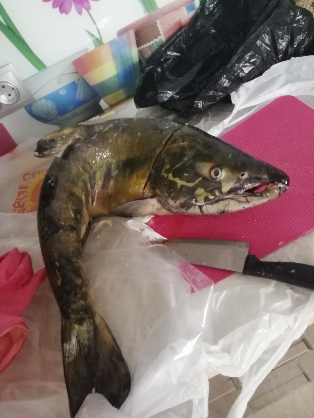 Люба из «Южно-сахалинск» просит распознать рыбу по фото
