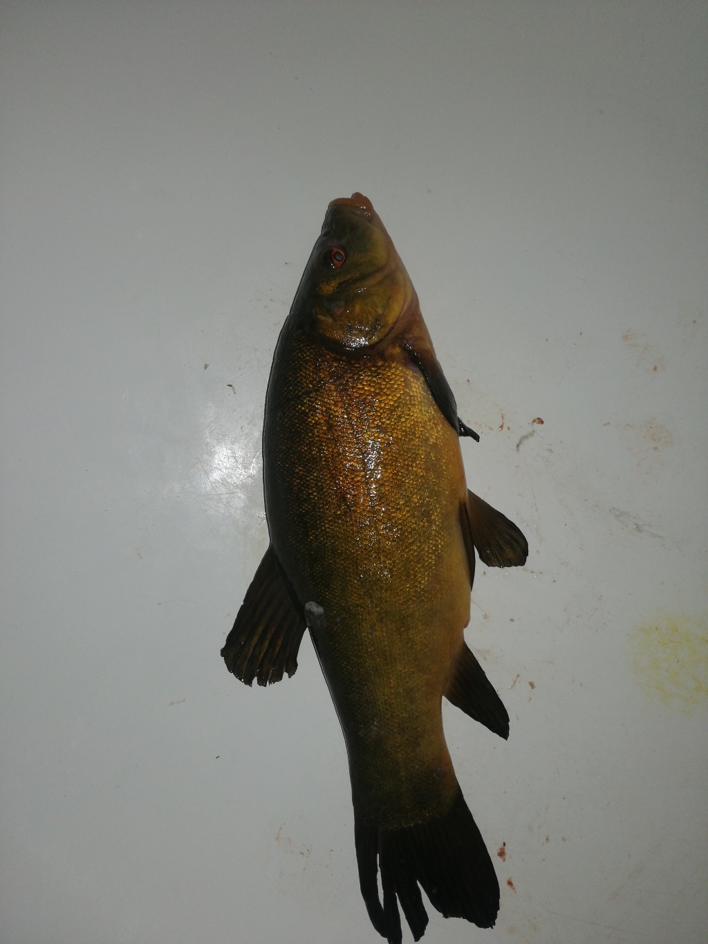 Тимур из «Втырау» просит распознать рыбу по фото
