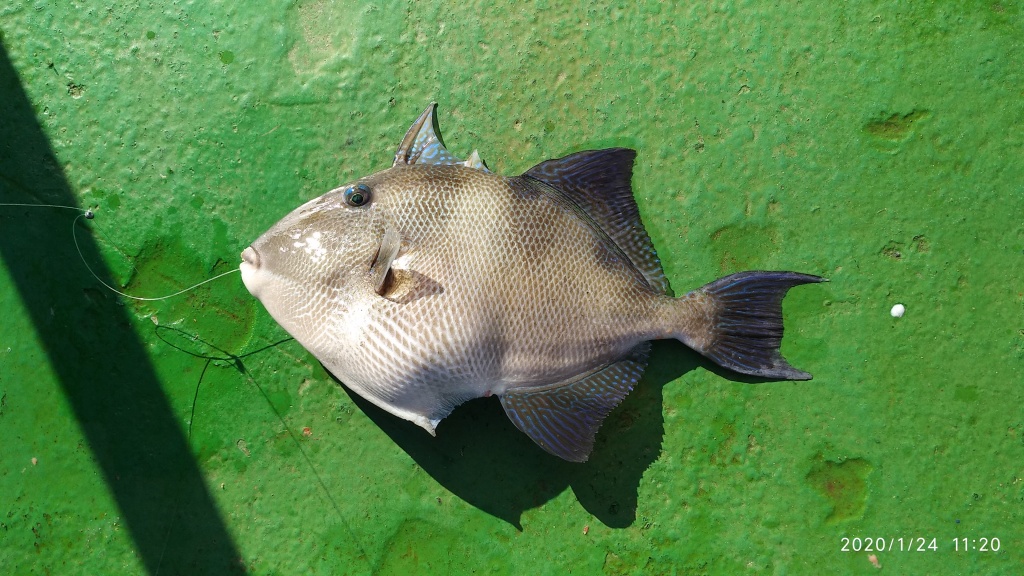 Андрей из «Азорские острова» просит распознать рыбу по фото