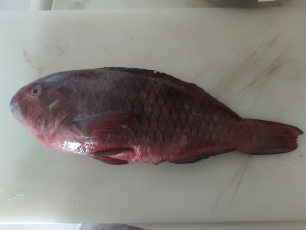 Борис из «Доха» просит распознать рыбу по фото