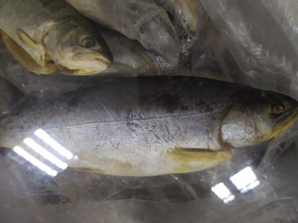 Надежда из «Мариуполь» просит распознать рыбу по фото
