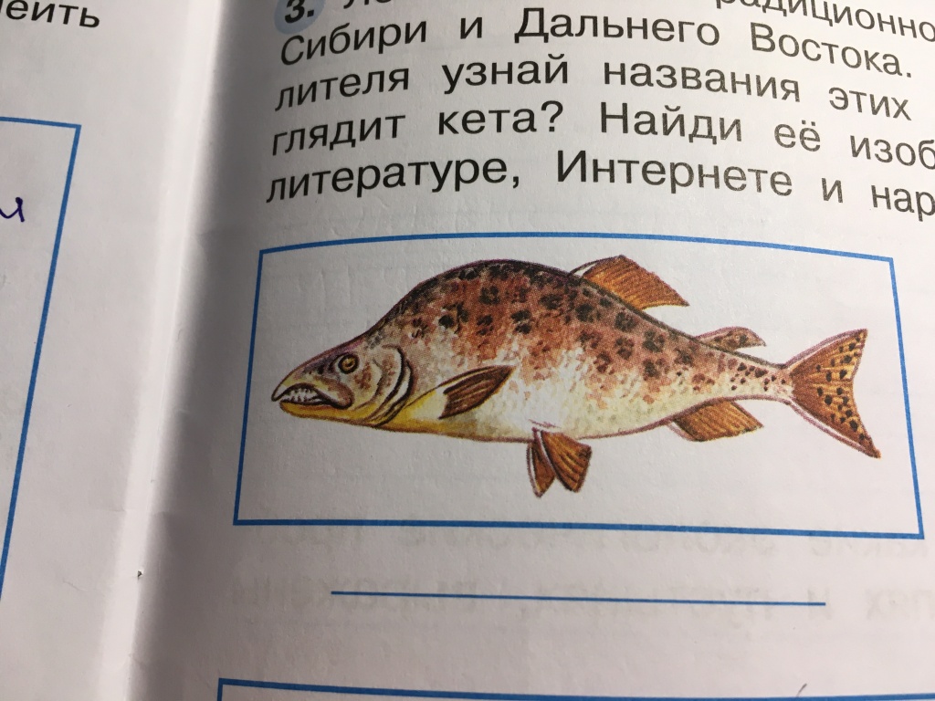 Настя из «Екатеринбург» просит распознать рыбу по фото