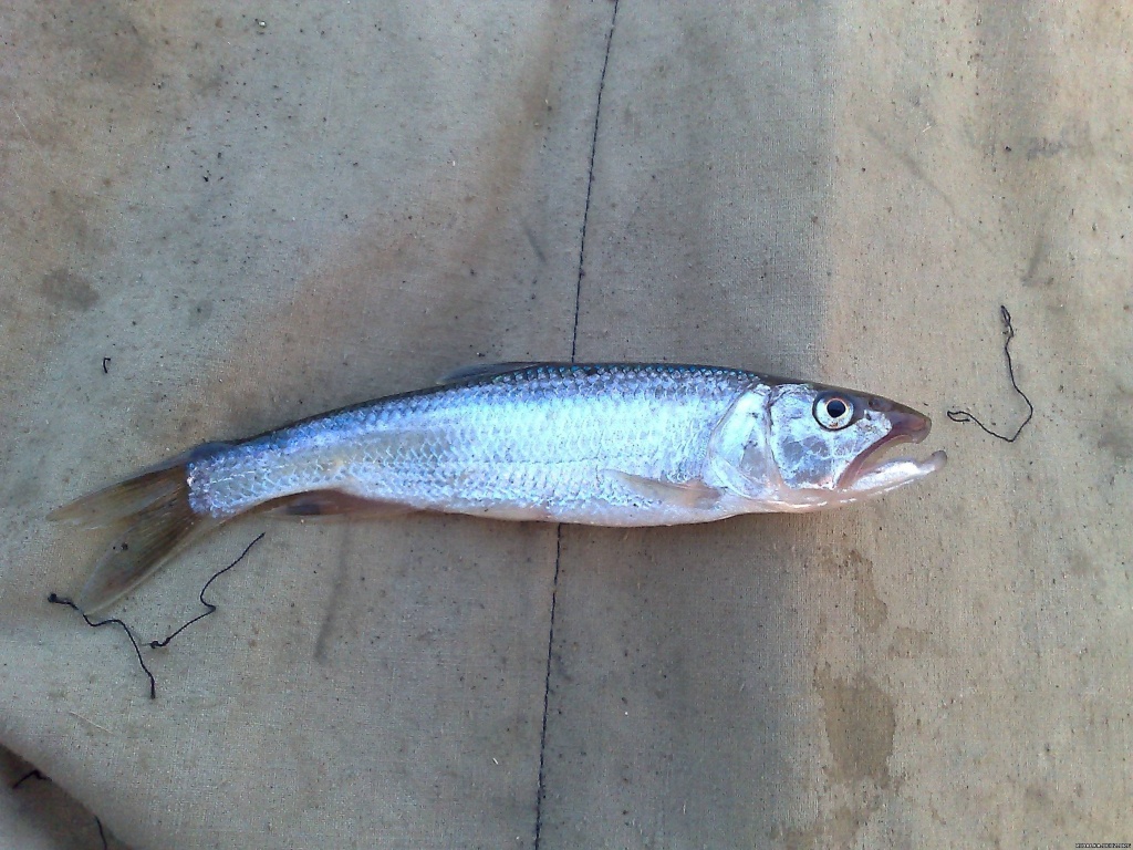Зафар из «Наманган» просит распознать рыбу по фото