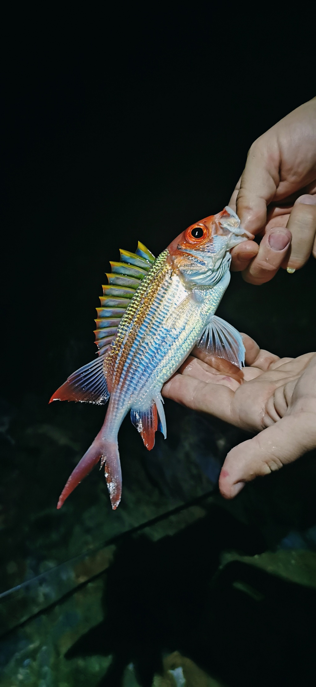 Стас из «Киев» просит распознать рыбу по фото