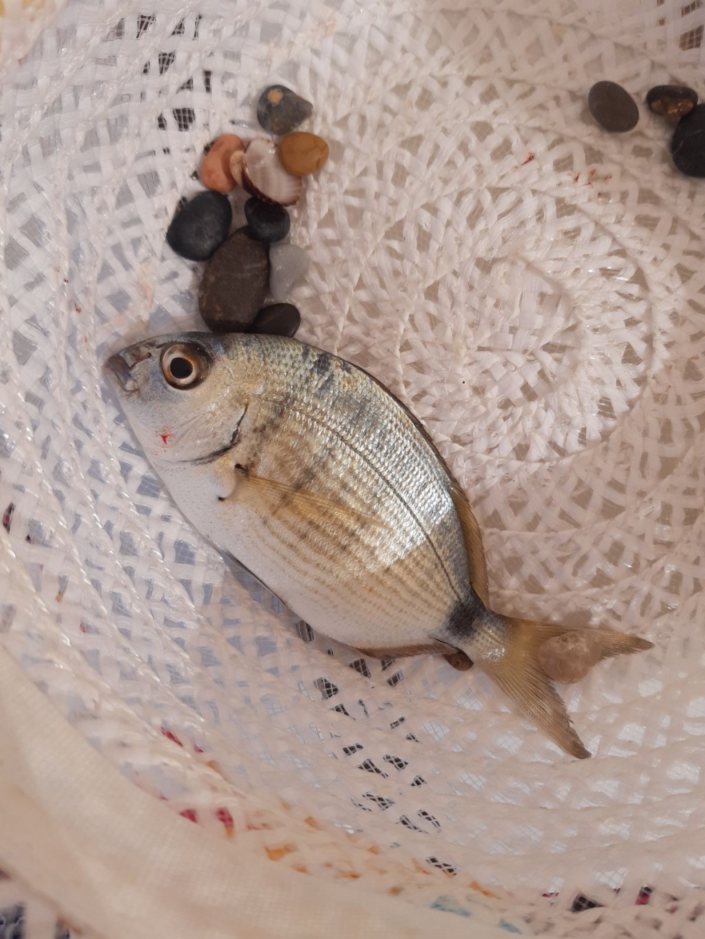 Игорь из «Турция» просит распознать рыбу по фото