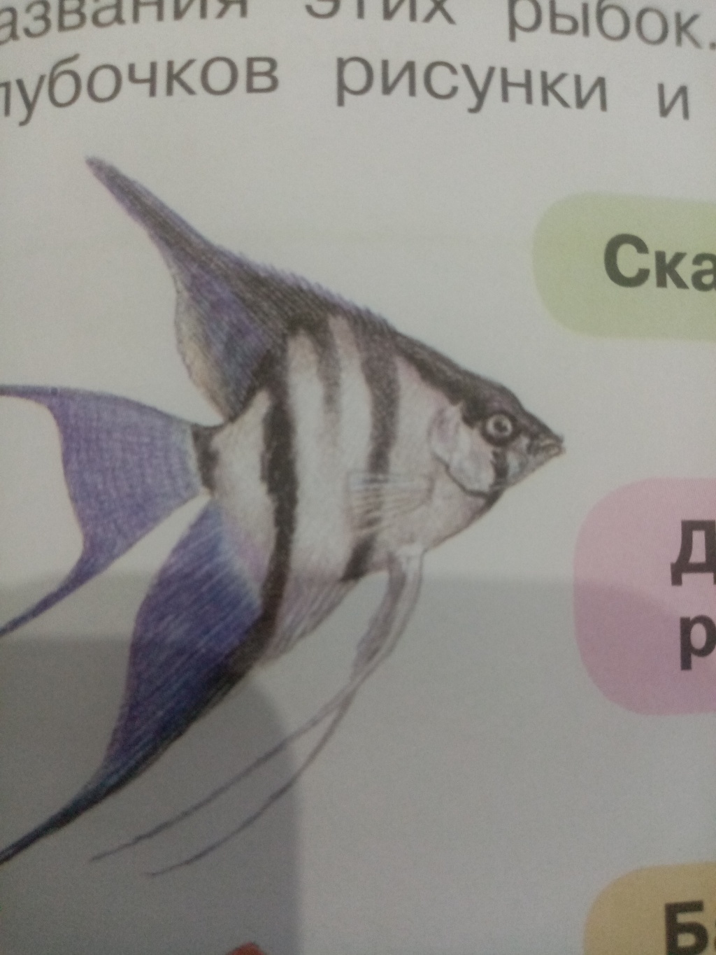 фото рыбы