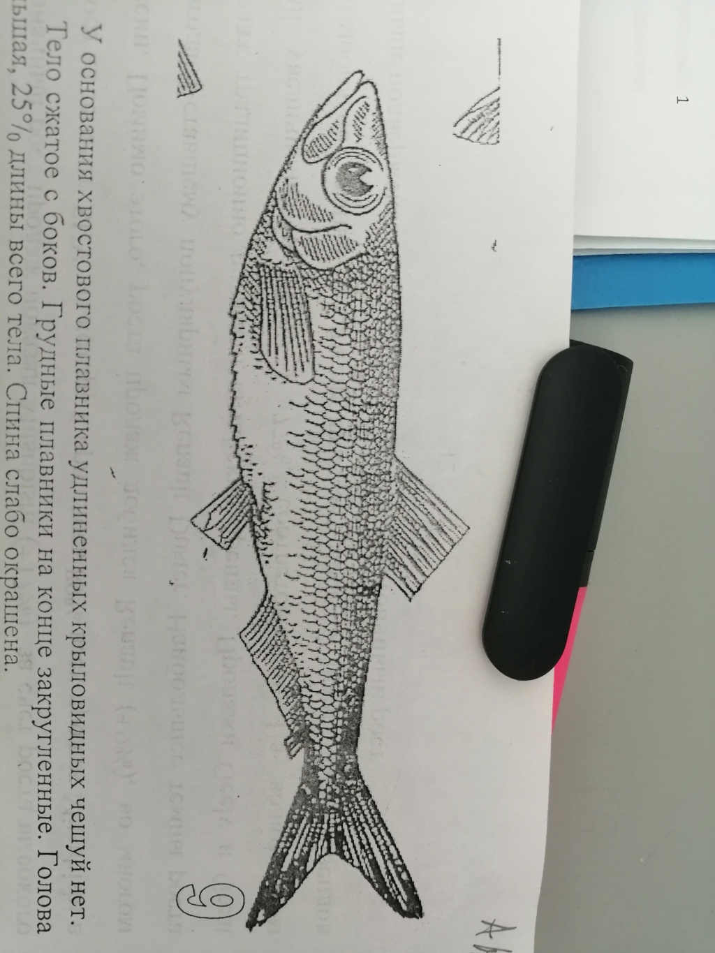 фото рыбы