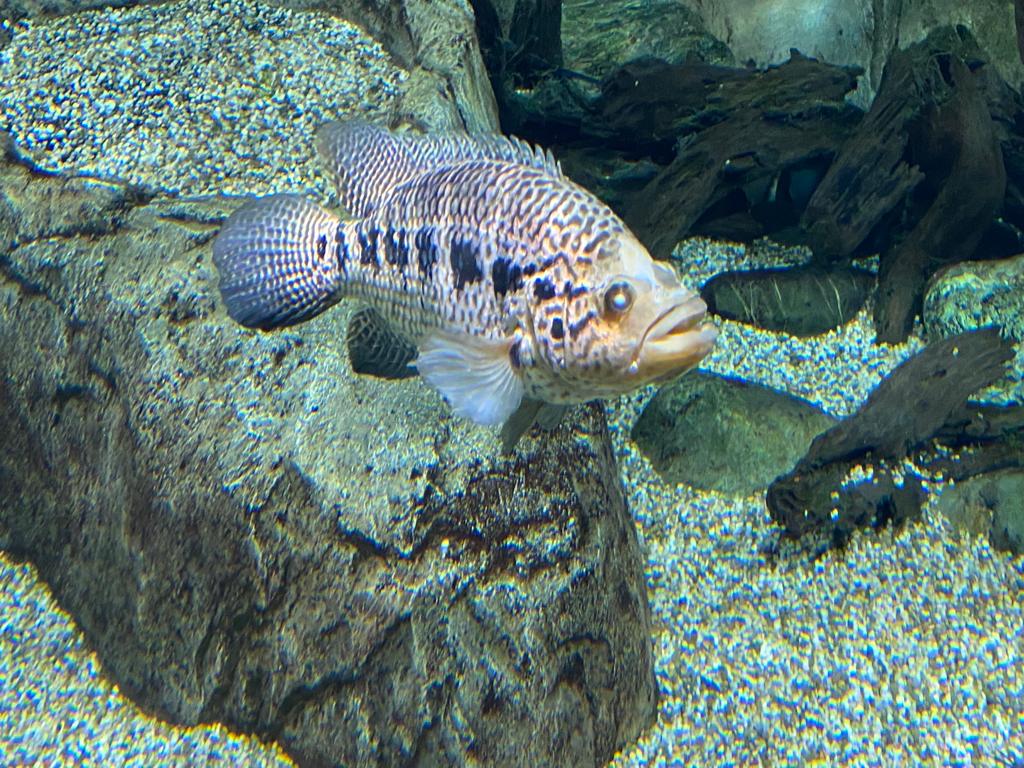 фото рыбы