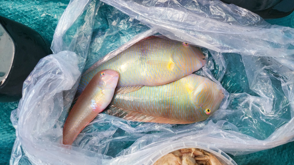 Марат из «Анталия» просит распознать рыбу по фото