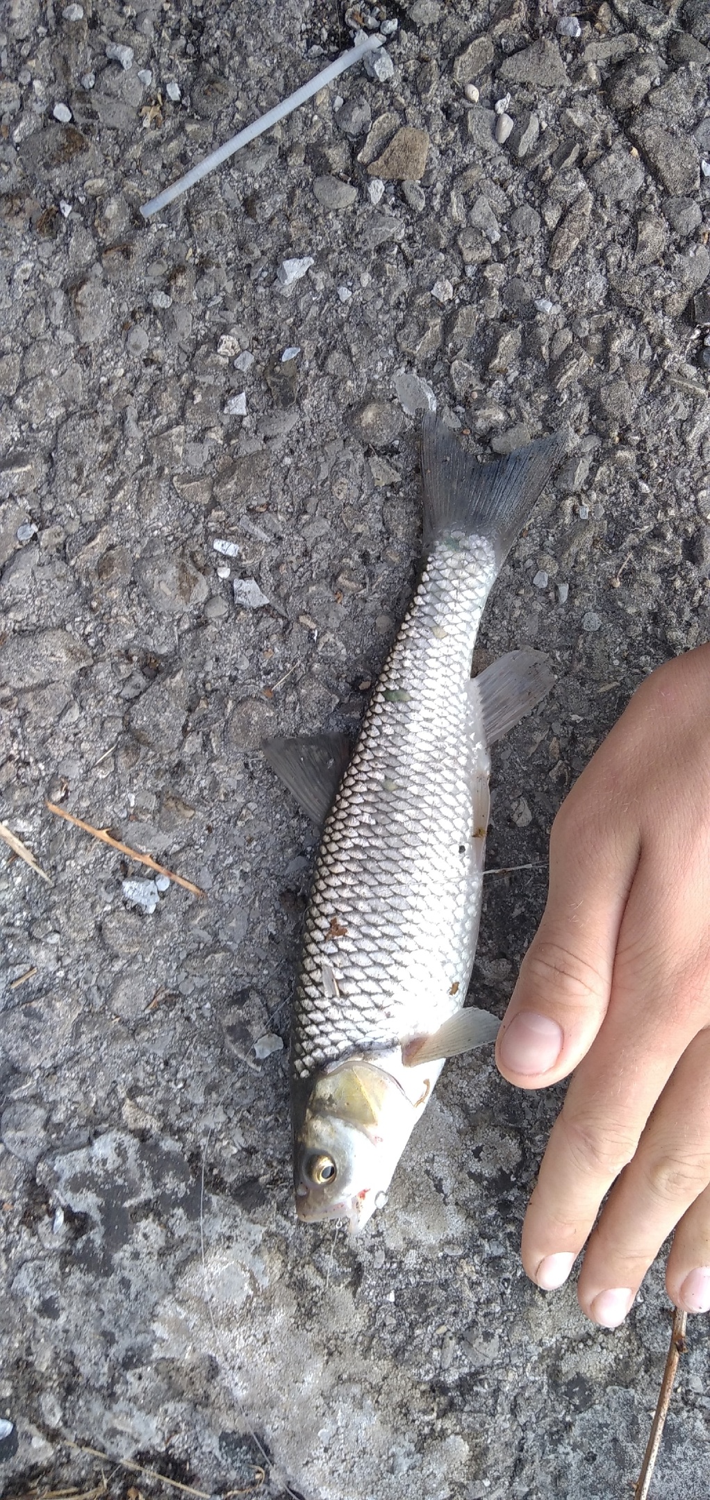 Дмитрий из «Абхазия» просит распознать рыбу по фото